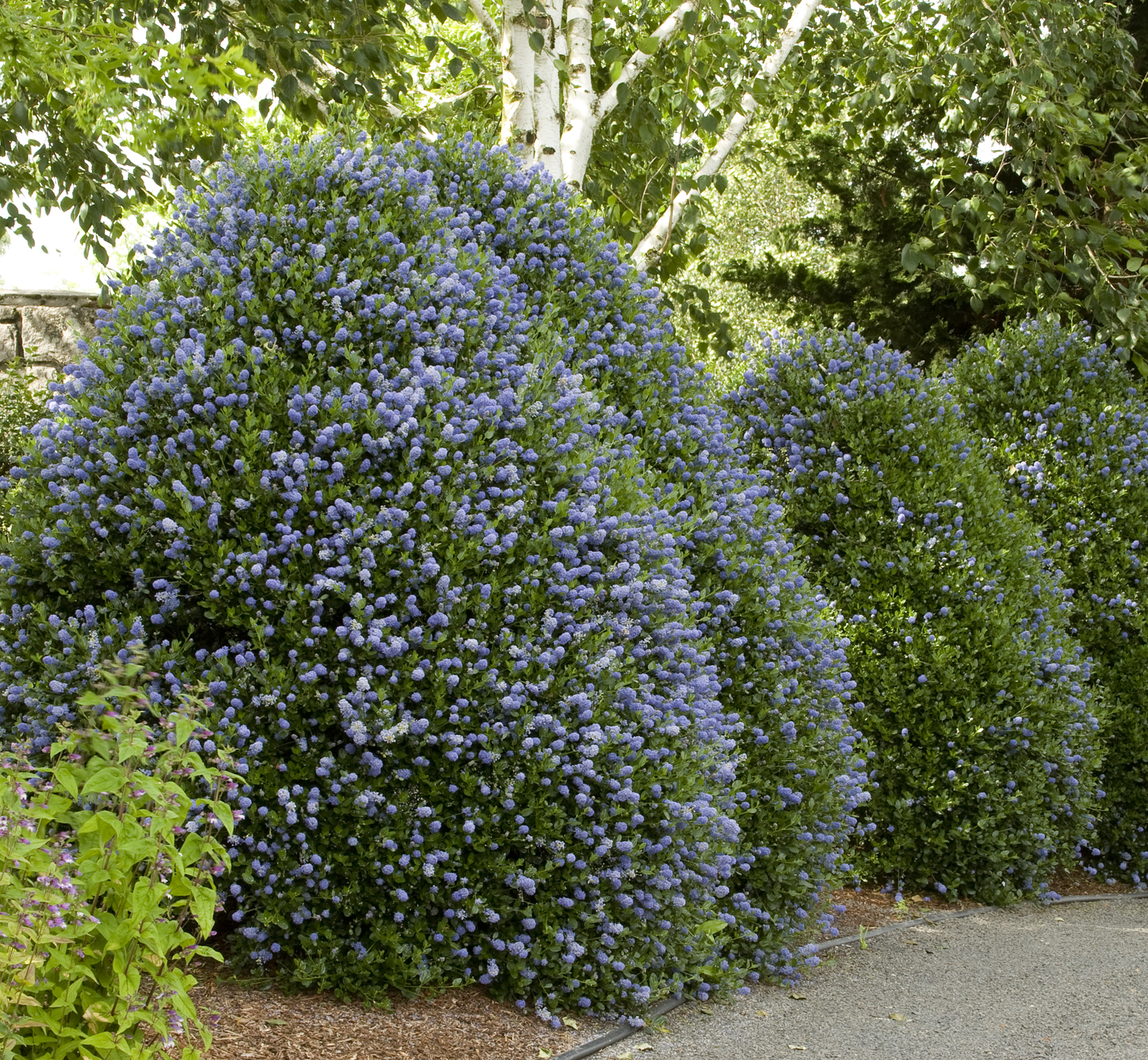 Ceanothus impressus 'Victoria'